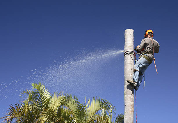 Best Root Management and Removal  in Sunbury, OH