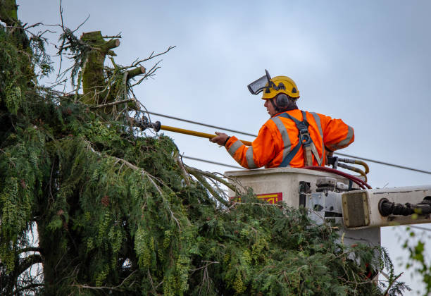 How Our Tree Care Process Works  in  Sunbury, OH